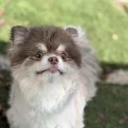 Lucy - Lavender female Pomeranian puppy in Newport Beach, California from Exotic City Pomeranians and chihuahuas
