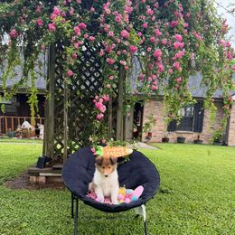 Mel - Sable and white Collie puppy in Carencro, Louisiana from Cajun Bayou's Collies
