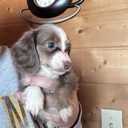 Baxter - Fawn (isabella) and tan male Dachshund puppy in Cheyenne, Wyoming from Great Basin Hounds