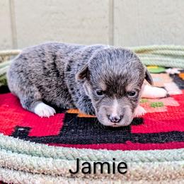 Jamie - Gray and white female American Corgi puppy in Shawnee, Oklahoma from Sunray Ranch
