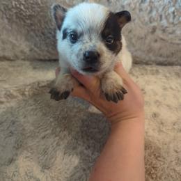 Wrangler - Blue speckled male Australian Cattle Dog puppy in Mena, Arkansas from Red Desert Australian Cattle Dogs