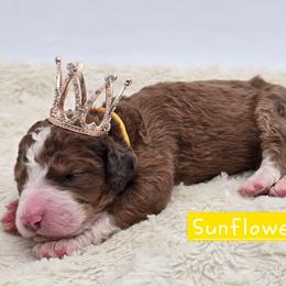 Sunflower - Sable female Bernedoodle puppy in Neillsville, Wisconsin from Granton Creek