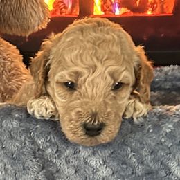 Ginger Snap - Red  female Poodle puppy in Clearwater, Florida from Poodle Majesty