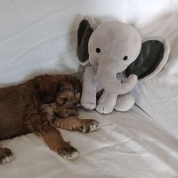 Bernedoodle Puppies from Positively Doodles