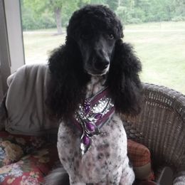 Rita - Poodle