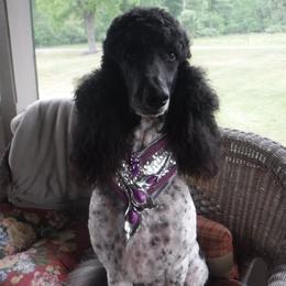Rita - Poodle