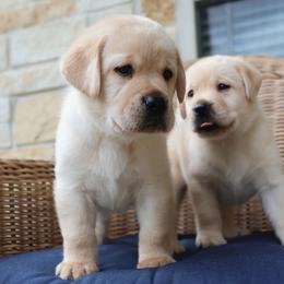 Brown - Yellow male Labrador Retriever puppy in Conroe, Texas from Pride Rock Labradors