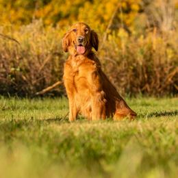 Honey - Golden Retriever