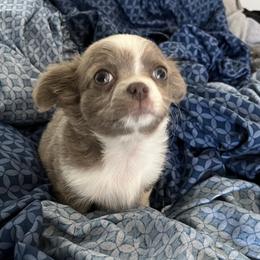 Bracco Italiano and Chihuahua Puppies from Snow Peak Kennel