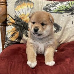 Girl 1 - Red female Shiba Inu puppy in Milton, Florida from Moonlight Shibas