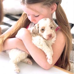 Gideon - Apricot male Aussiedoodle puppy in Orland, California from Shockley’s Elite Doodles
