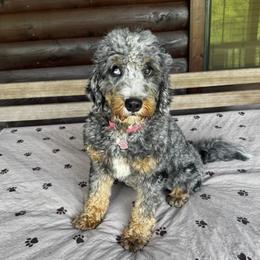 JoJo - Bernedoodle