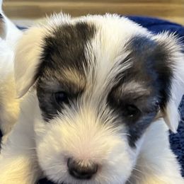 Badger with white ears - White and badger male Sealyham Terrier puppy in Holden, Missouri from Thistle and Rock Sealyham Terriers