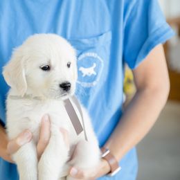 Golden Retriever Puppies from Southland Goldens