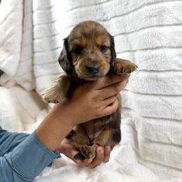 Chocolate dapple girl - Dapple female Dachshund puppy in Wilton, California from Ranch Raised Doxies