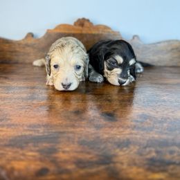 Weenie - Cream male Dachshund puppy in Squires, Missouri from Hudson’s Hounds