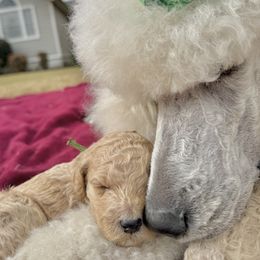 Mr Green collar - Cream male Poodle puppy in Screven, Georgia from Dreamland Standard Poodles