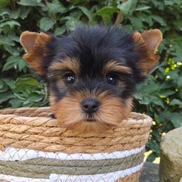 Reggie - Blue and gold male Yorkshire Terrier puppy in Monticello, Iowa from Ashley’s Puppies