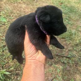 Purple Collar Black Female - Black female German Shepherd puppy in Milan, Illinois from Stonewick German Shepherds