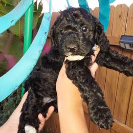 Tink - Sable and white female Cockapoo puppy in Indiahoma, Oklahoma from Phamily Doodles