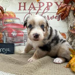 Freya - Blue merle female Australian Shepherd puppy in Purcell, Oklahoma from Lewis Aussie’s & Corgi’s