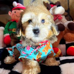 PUMA - Black & tan tri-color male Maltipoo puppy in Sugar Land, Texas from Celebrity Maltipoos
