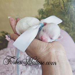 Boy 1 - White male Maltese puppy in Ocala, Florida from Forbes Maltese