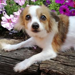 Chloe - Chihuahua