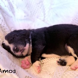 Amos - White and black male Newfoundland puppy in Goodhue, Minnesota from Claypits Newfoundlands