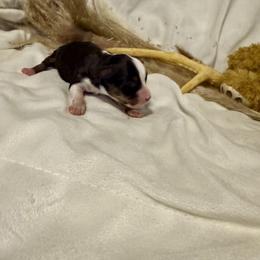 Black Tri female - Black tri female Toy Australian Shepherd puppy in Brashear, Texas from Double R farms