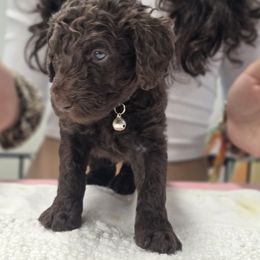 Poodle Puppies from Patitas