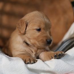 Emma - Golden female Golden Retriever puppy in Payette, Idaho from Stonewick Retrievers