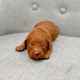 Jagger - Red  male Goldendoodle puppy in Queen Creek, Arizona from Goldendoodle AZ