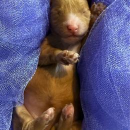 Girl 1 - Red female Cavapoo puppy in Cottondale, Florida from Pat’s precious puppies