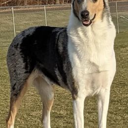 Collies from SugarNSpice Collies