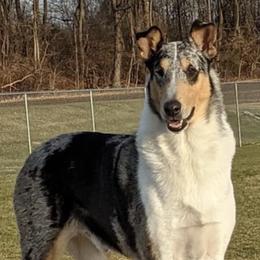 Collies from SugarNSpice Collies