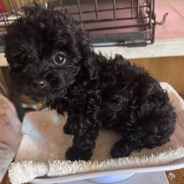 Tiny - Black female Yorkipoo puppy in Eden, Maryland from Canines  Unlimited