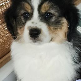 Australian Shepherd Puppies from Kelbrook Farm Australian Shepherds