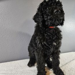 Poodle Puppies from PDX Doodle Works