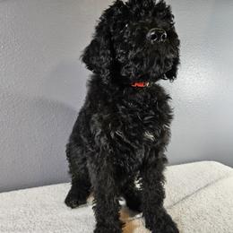 Poodle Puppies from PDX Doodle Works