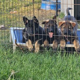 German Shepherd Puppies from Von Thomson Haus