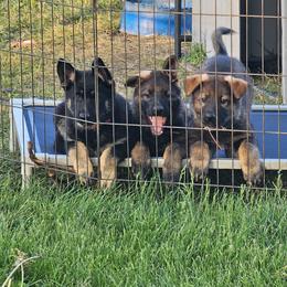 German Shepherd Puppies from Von Thomson Haus