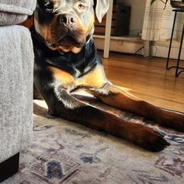 Rottweilers from Cron Rottweilers