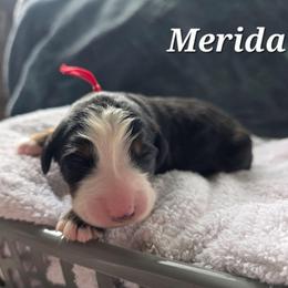 Merida - Black rust and white female Bernese Mountain Dog puppy in Blackfoot, Idaho from Draper Mountain Doodles