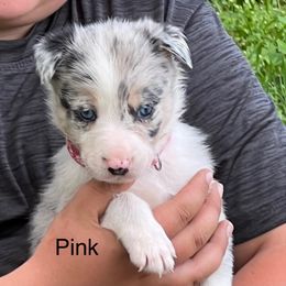Dark pink - Slate merle female Border Collie puppy in Rural Retreat, Virginia from Hidden Acres Farm Corgis