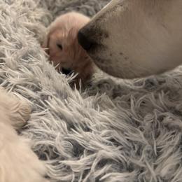 Golden Retriever Puppies from Suncoast Goldens