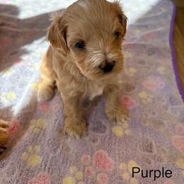 Purple (Lizzy) - Apricot female Maltipoo puppy in San Diego, California from Amanda Tsoi - Golden Maltipoo Pups
