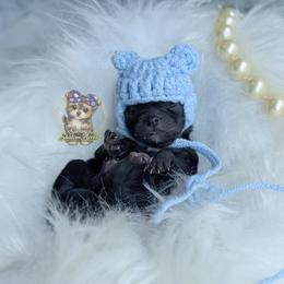 Tiny Babydoll Poppy - Black female Morkie puppy in Barren Springs, Virginia from Seeking Shalom Acres Maltese, Maltipoos & Havamalts