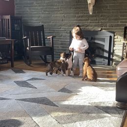 Boxer Puppies from Fineview Boxers
