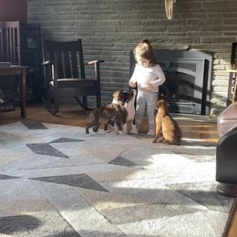 Boxer Puppies from Fineview Boxers